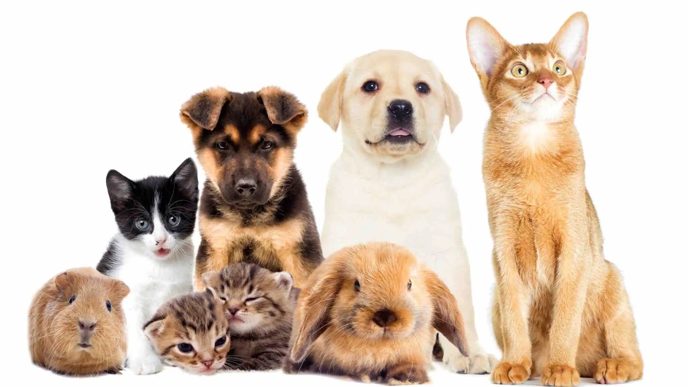 Pets